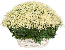 Цветочная композиция из Ромашки в корзине #REPLACE_PRED# Нурлате